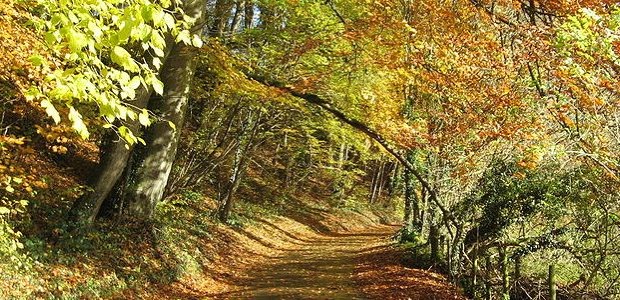 czech_forest